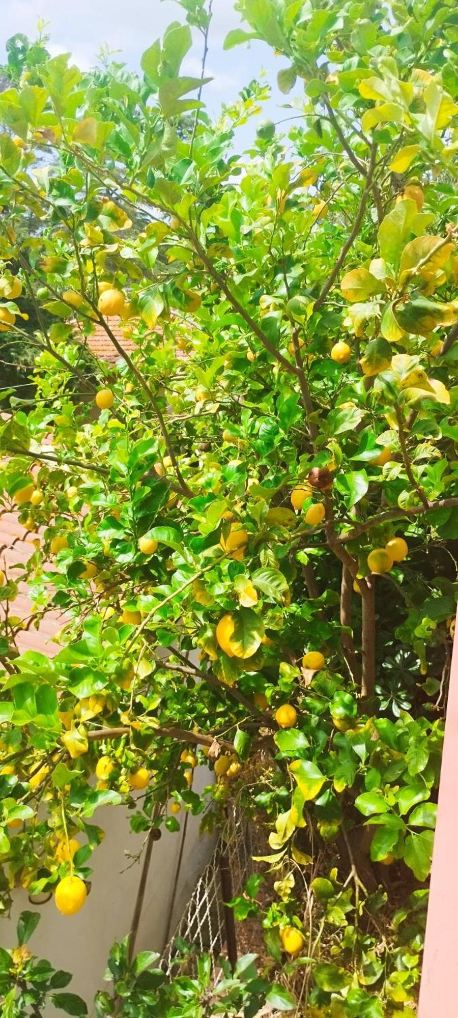 مونتيانو B&B Terramare المظهر الخارجي الصورة
