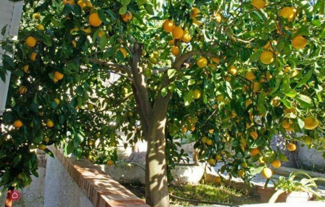 مونتيانو B&B Terramare المظهر الخارجي الصورة